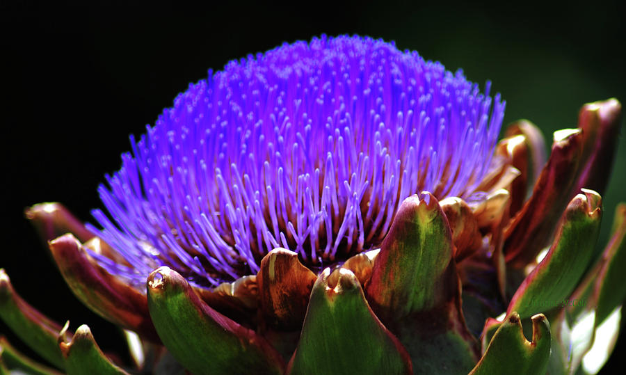 Floral Purple Protea Photograph by Christine McCole - Pixels