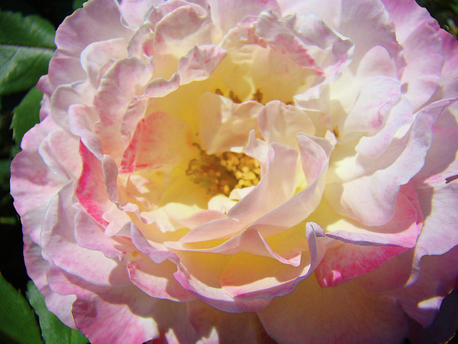 Floral Rose art prints Garden Baslee Troutman Photograph by Patti Baslee