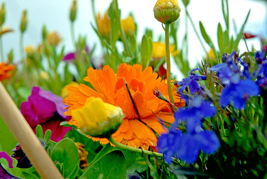 Floral Sherbert Photograph by Robert Meyers-Lussier
