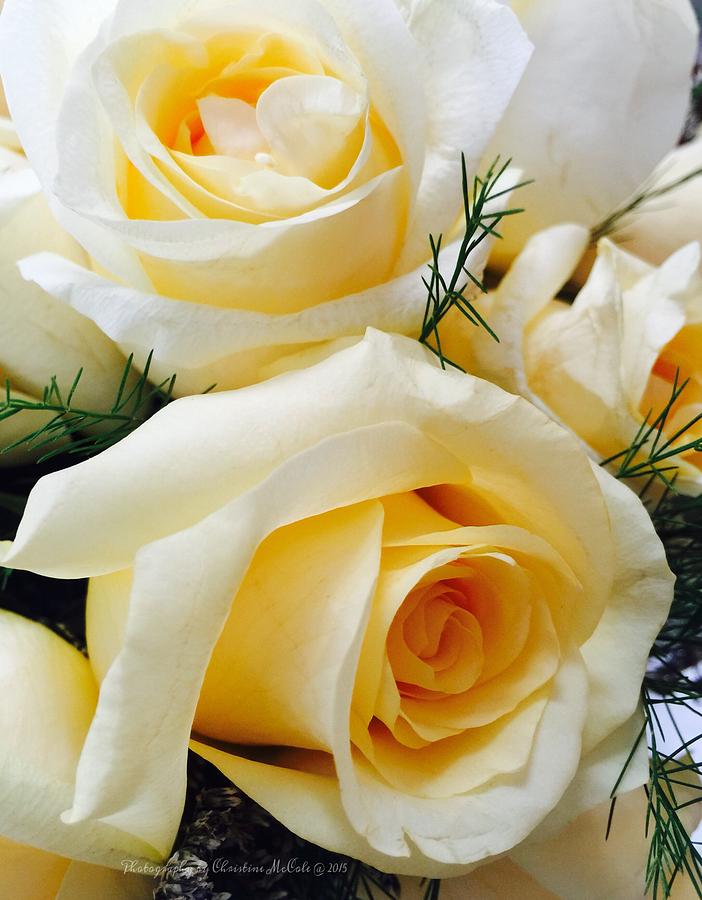 Floral Soft Yellow Roses Photograph by Christine McCole
