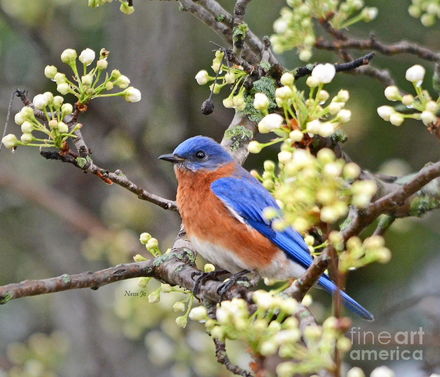 Floral Spring Bluebird Photograph by Nava Thompson