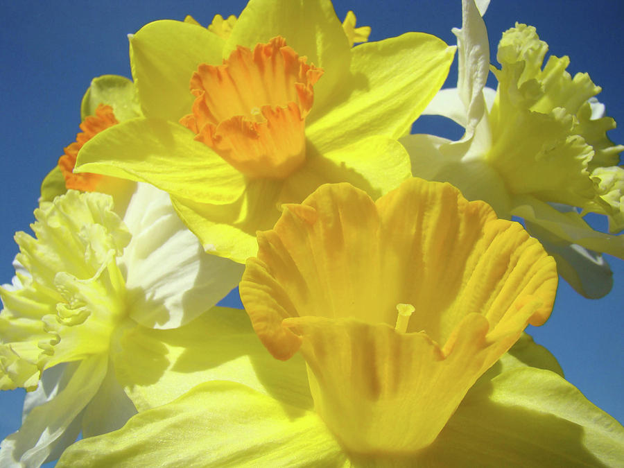 Floral Spring Garden art prints Yellow Daffodils Flowers Baslee Troutman Photograph by Patti Baslee