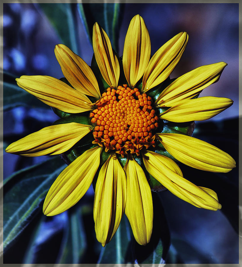 Floral Sunburst Photograph by Elaine Malott