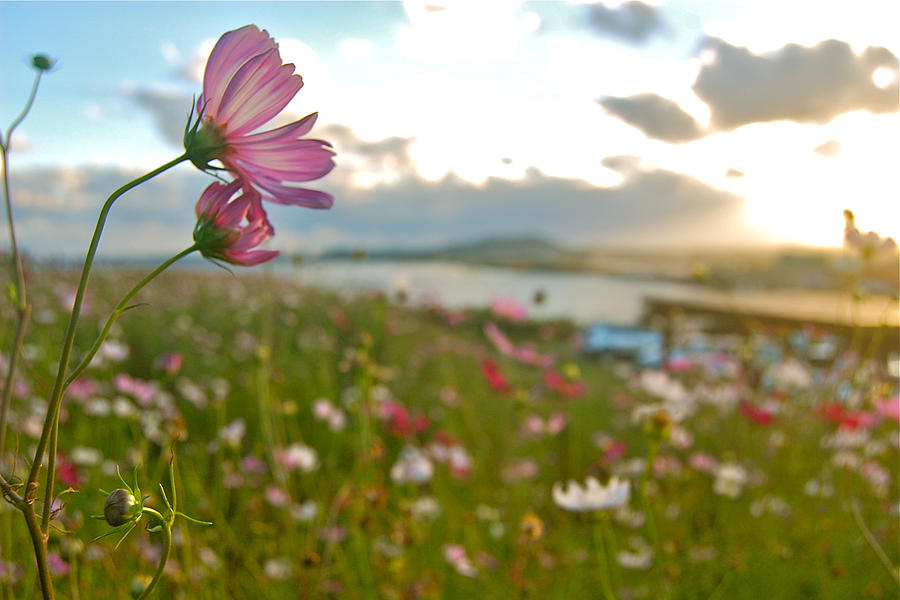Floral Sunset Photograph by HweeYen Ong Floral Sunset Photograph by HweeYen Ong