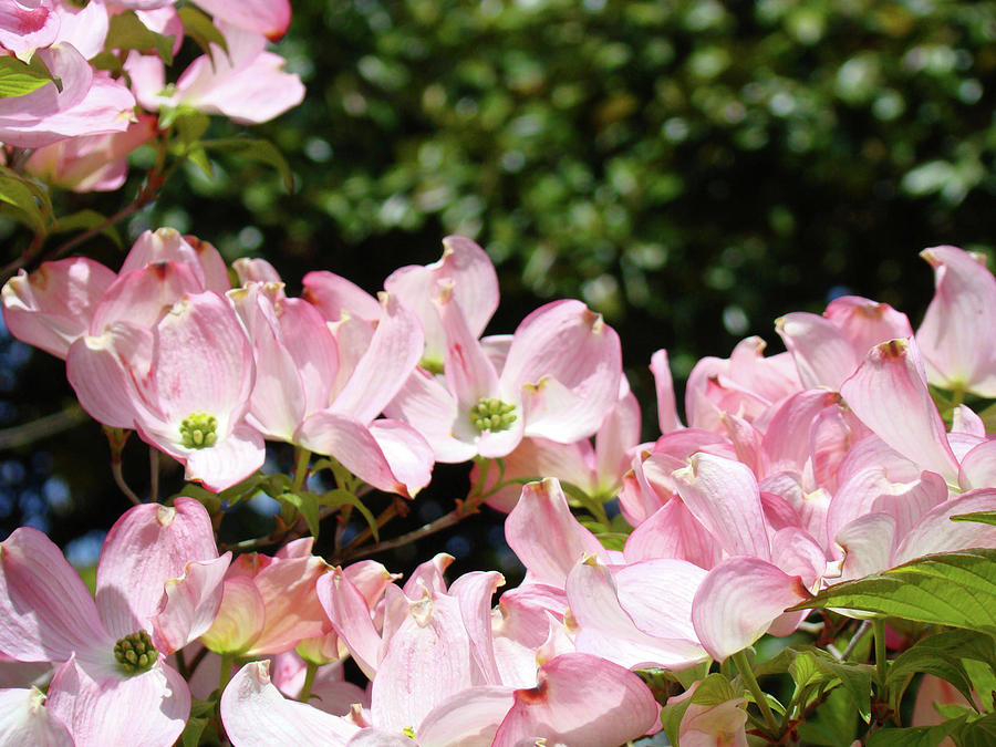 Flower Photograph - Floral Tree Landscape Pink Dogwood Flowers Baslee Troutman by Patti Baslee