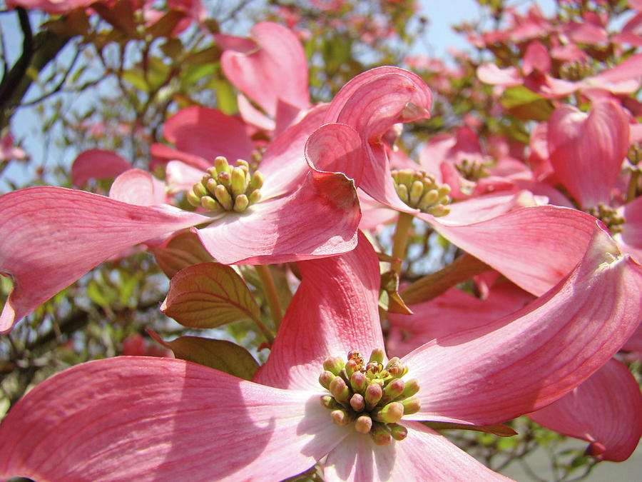 Nature Photograph - Floral Trees Fine Art prints Pink Dogwood Tree Flowers Baslee Troutman by Patti Baslee
