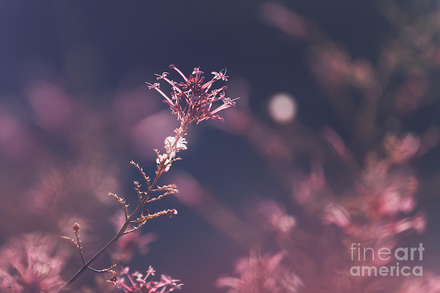 Floral vintage background Photograph by Anna Om