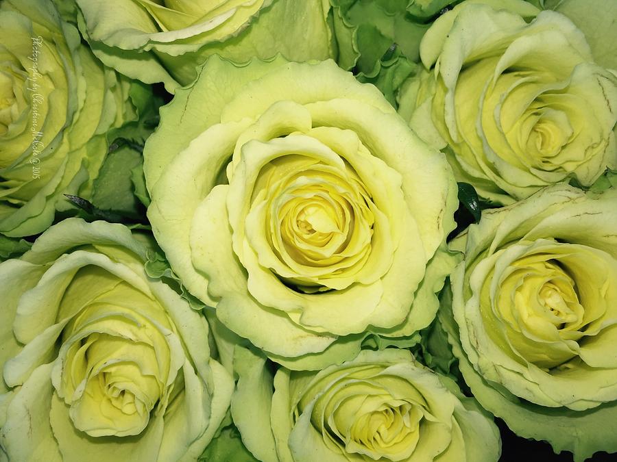 Floral Yellow Green Roses  Photograph by Christine McCole