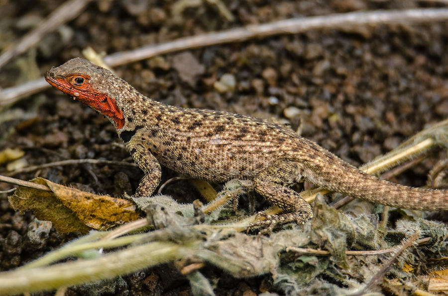 Floreana Lava Lizard Photograph by Harry Strharsky