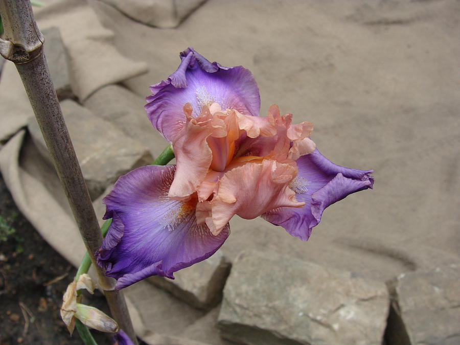 Florentine Silk Iris Photograph by Anthony Seeker