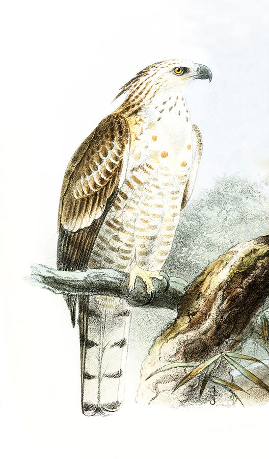  Flores Hawk-Eagle  Drawing by John Gerrard Keulemans