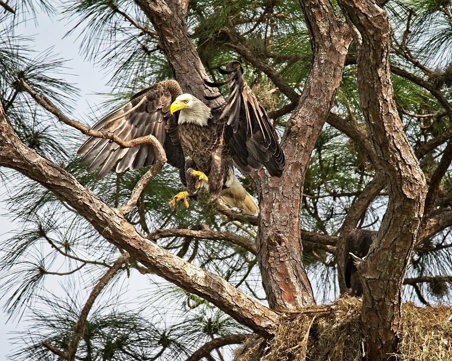 Florida Adult Bald Eagle  Photograph by Ronald Lutz