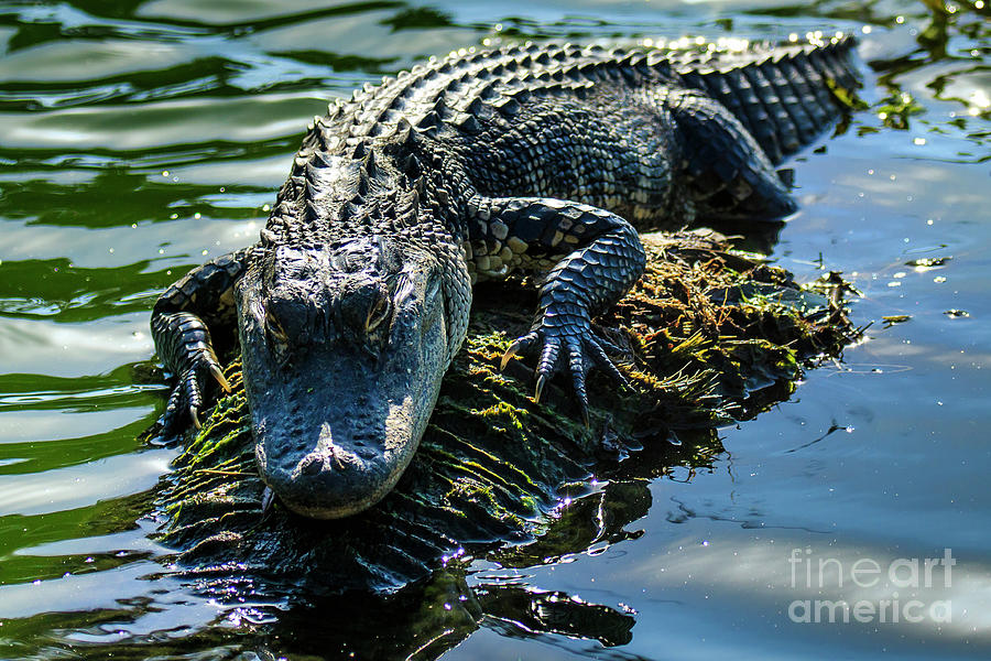 Florida Alligator Photograph by Ben Graham