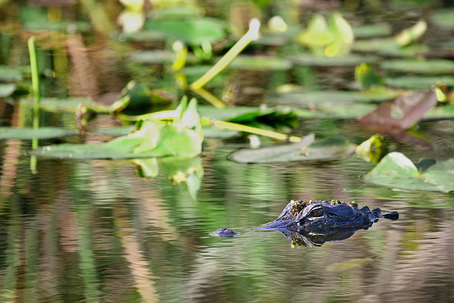 Everglades National Park Photograph - Florida Alligator In Swampy Everglades by Matt Tilghman