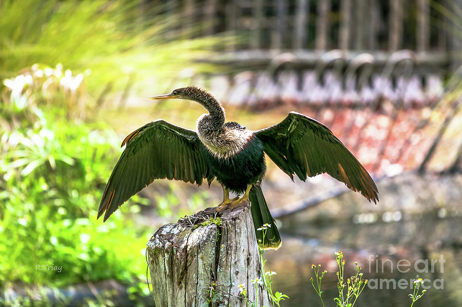 Florida Anhinga Drying His Wings Photograph by Rene Triay FineArt Photos