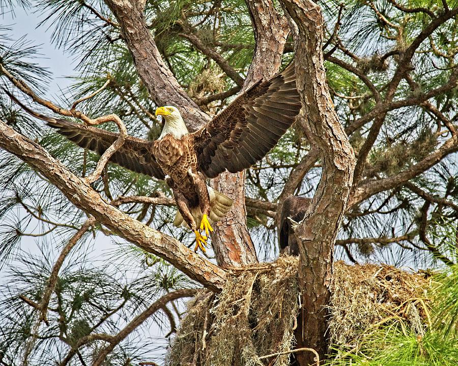 Florida Bald Eagle Photograph by Ronald Lutz