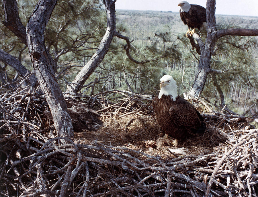 Nature Photograph - Florida: Bald Eagles, 1983 by Granger