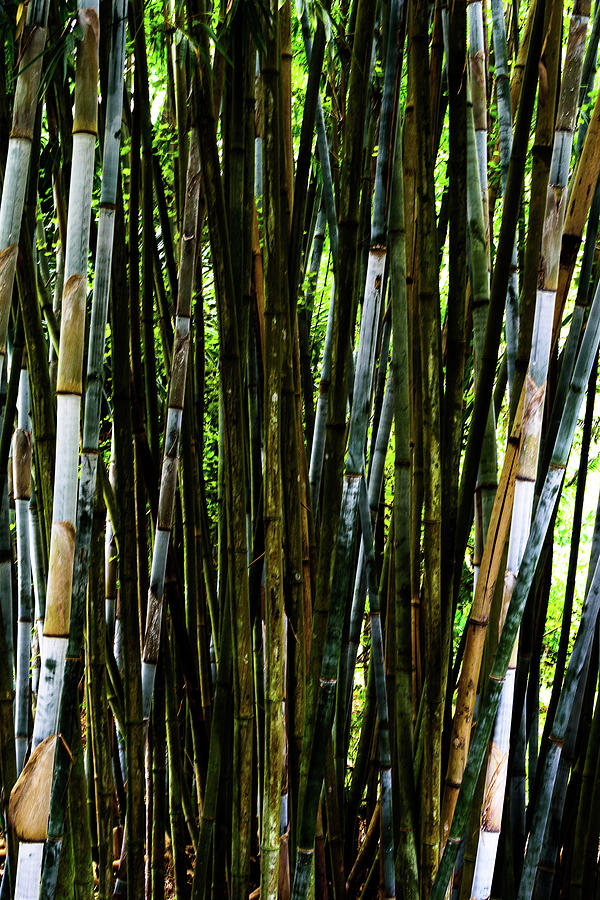 Florida Bamboo Photograph by Camille Lopez