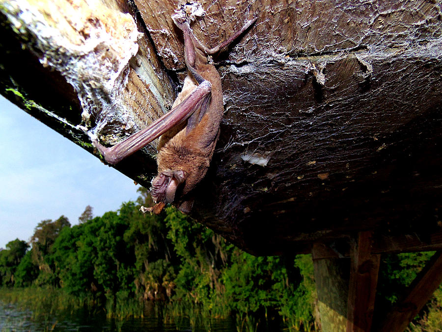 Florida Bat 002 Photograph by Christopher Mercer