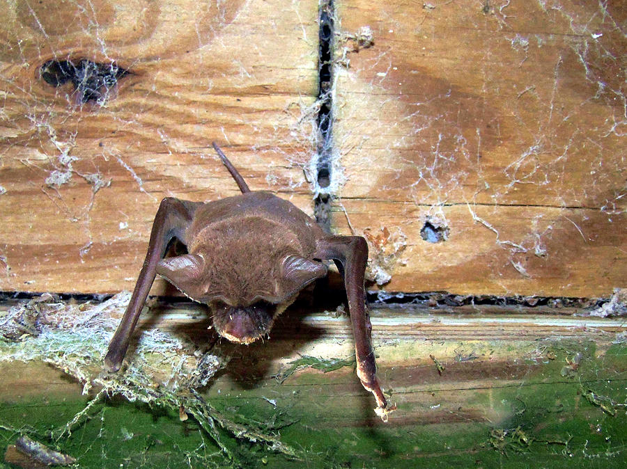Florida Bat Photograph by Christopher Mercer