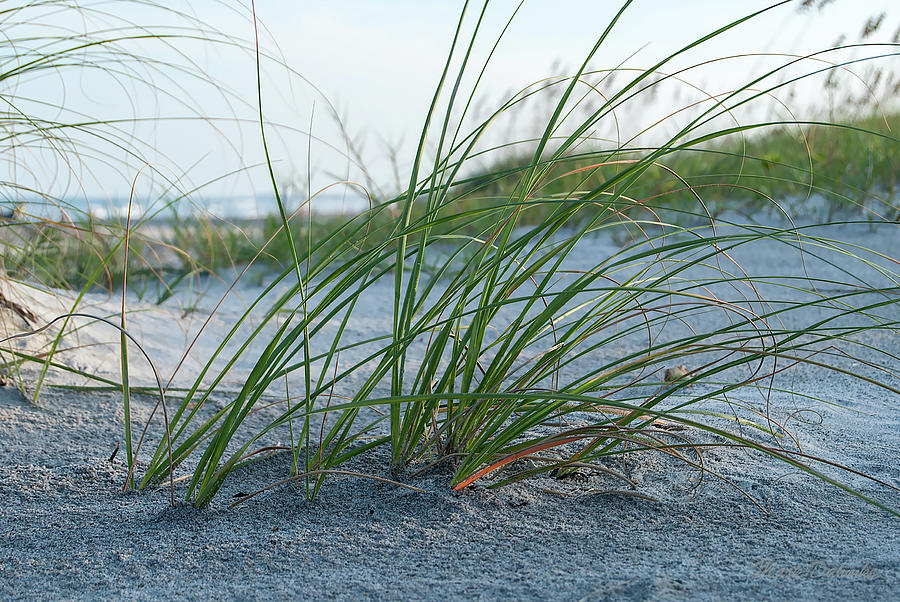 Florida Beach Grass Photograph by Mark Dahmke