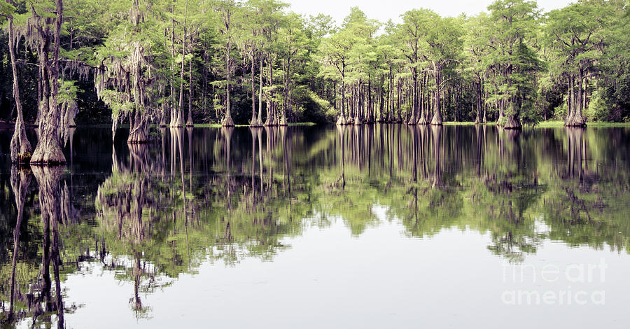 Florida Beauty 7 -Tallahassee Photograph by Andrea Anderegg