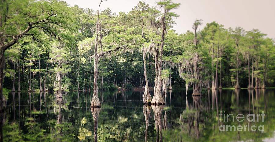 Florida Beauty 9 - Tallahassee Photograph by Andrea Anderegg