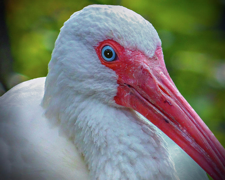 Florida Egret Photograph by Dennis Dugan
