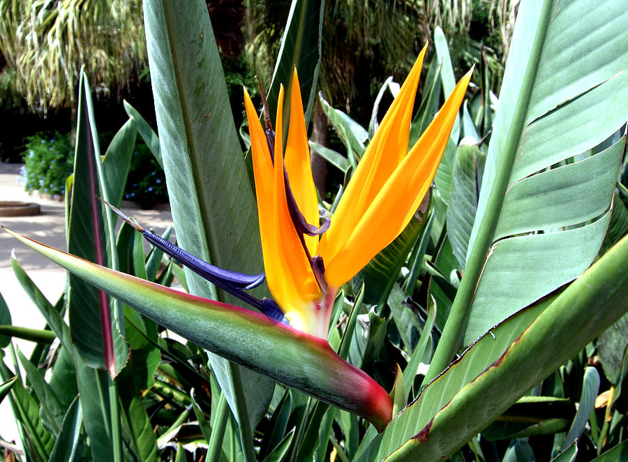 Florida Bird of Paradise Photograph by Mindy Newman - Fine Art America