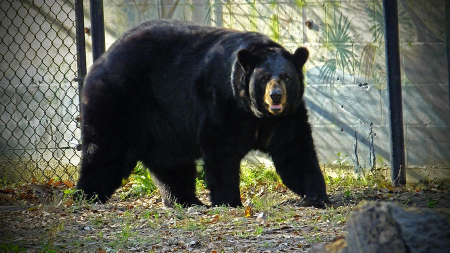 Florida Black Bear at Homosassa Springs Wildlife Park Photograph by Judy Wanamaker
