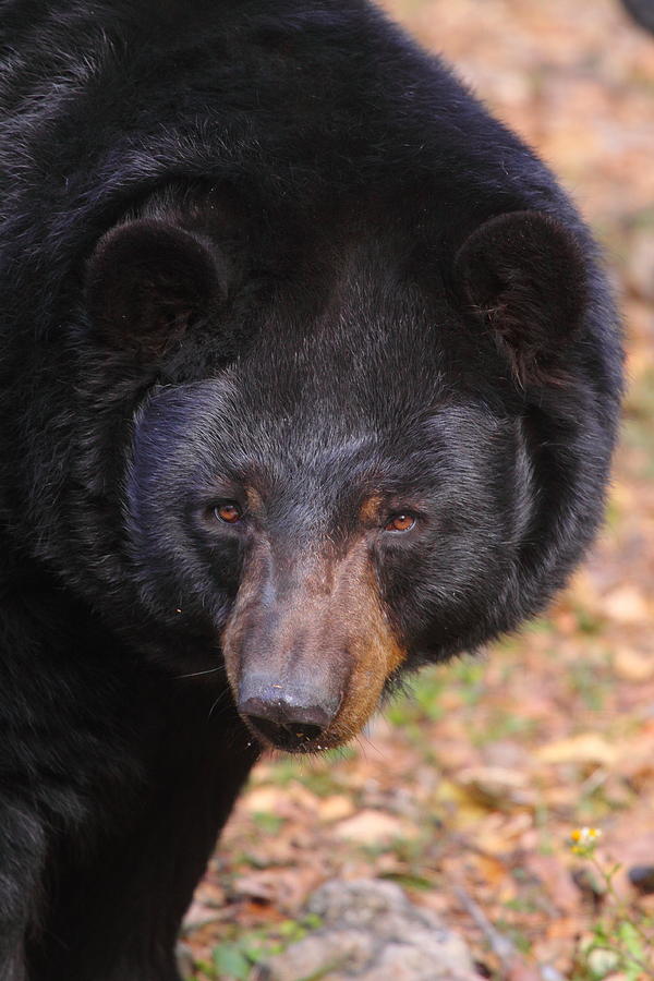 Bear Photograph - Florida Black Bear by Bruce J Robinson