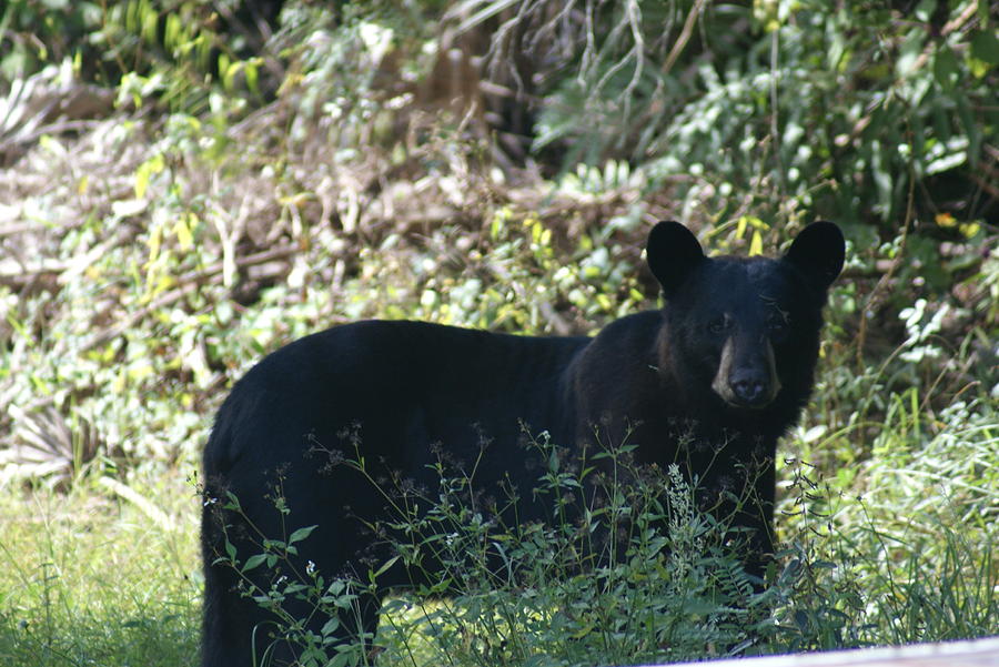 Florida Black Bear Photograph by Lindsey Floyd