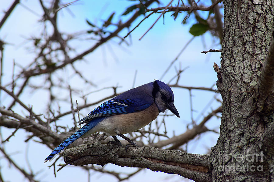 Florida Blue Jay Photograph By William Tasker