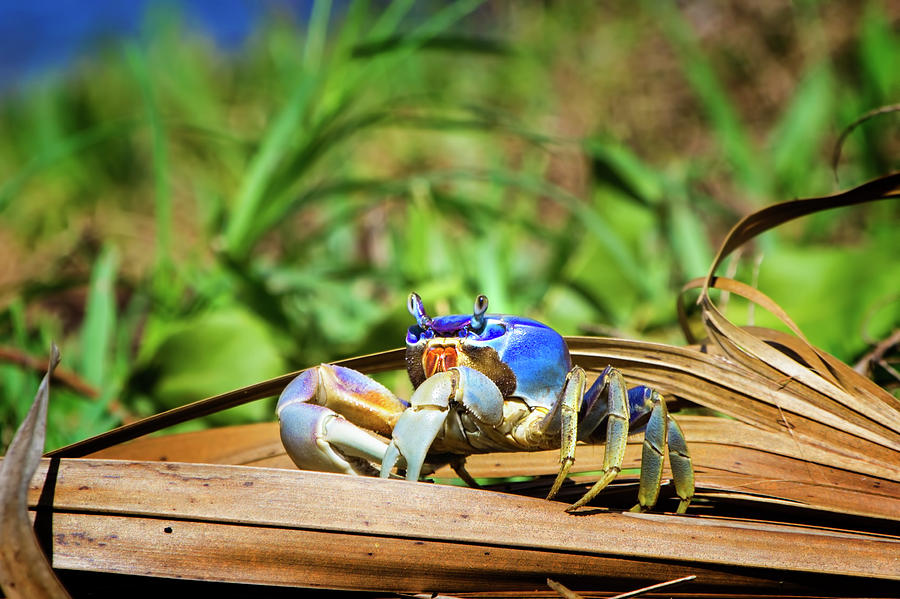 Florida Blue Land Crab Photograph by Mark Andrew Thomas