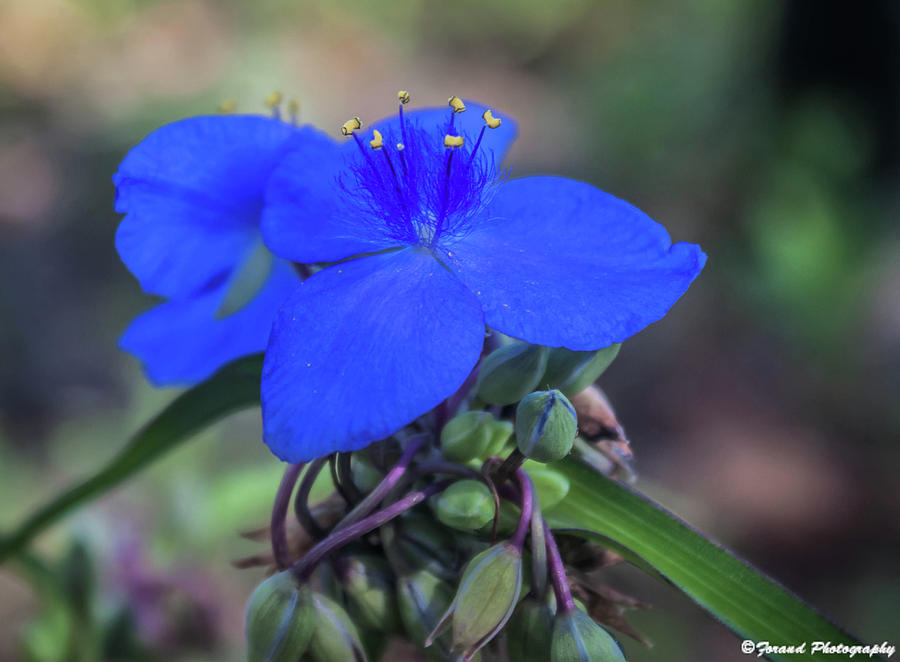 Florida Blue Spiderworts Photograph by Debra Forand