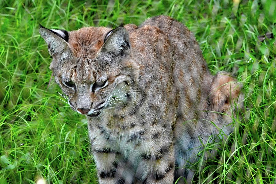 Florida Bobcat at the Miami Zoo Photograph by Sherri Hubby