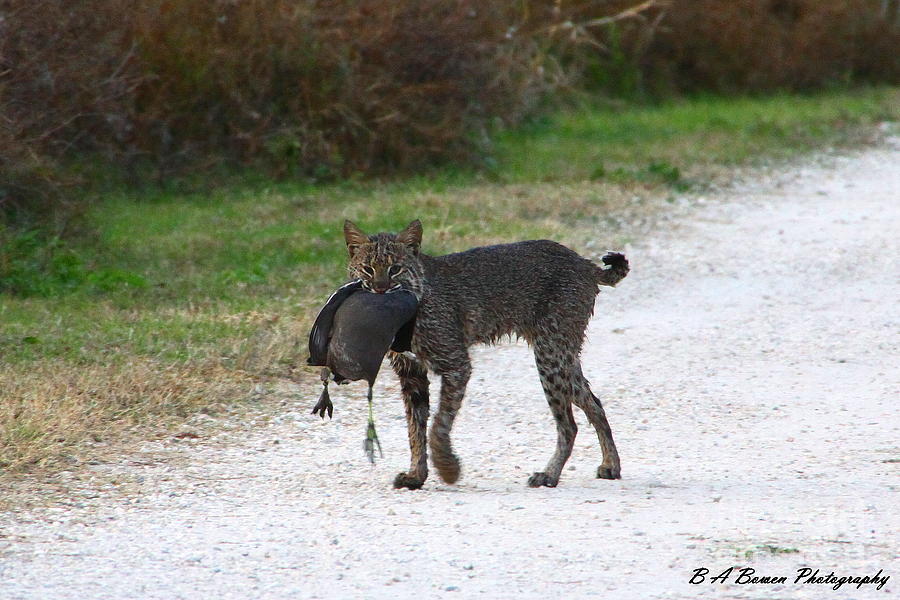 Florida Bobcat Catches An Evening Snack Photograph