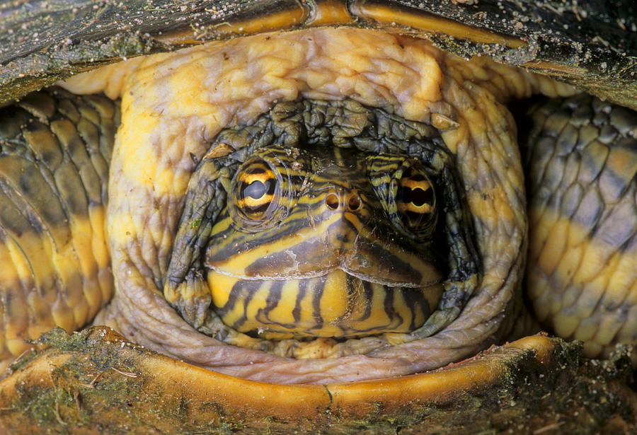 Florida box turtle Photograph by Michael Turco - Fine Art America