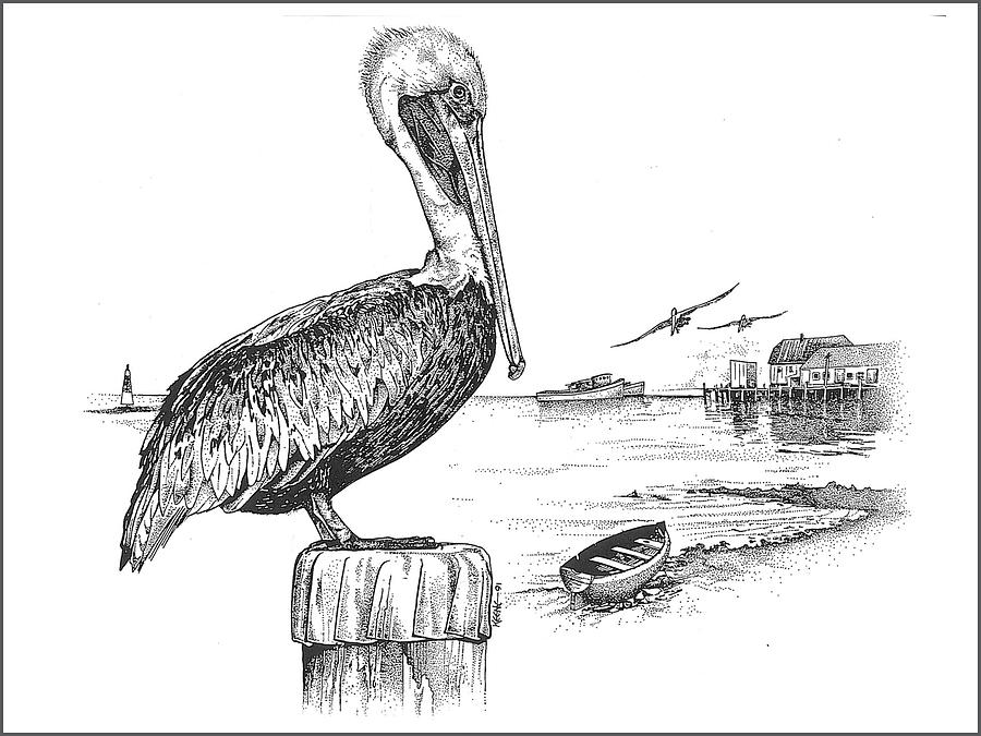 Florida Brown Pelican Drawing by Doni Keene