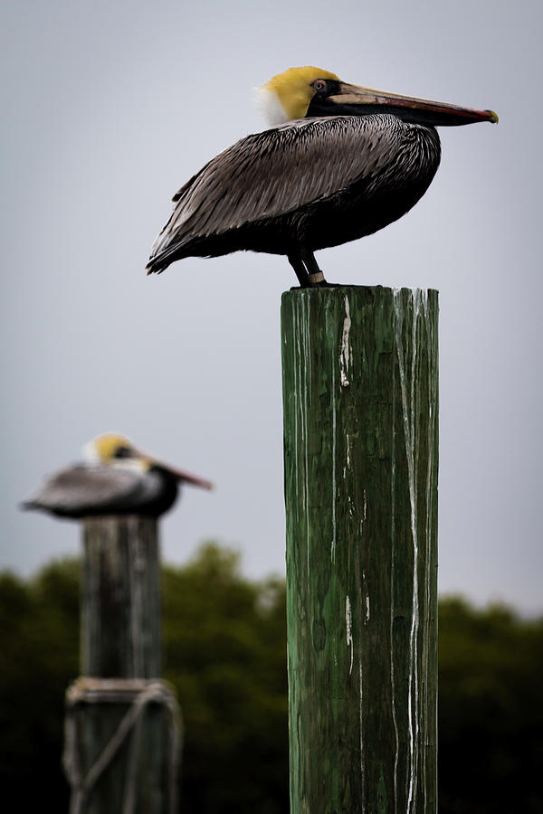Florida Brown Pelican Photograph by Susie Weaver