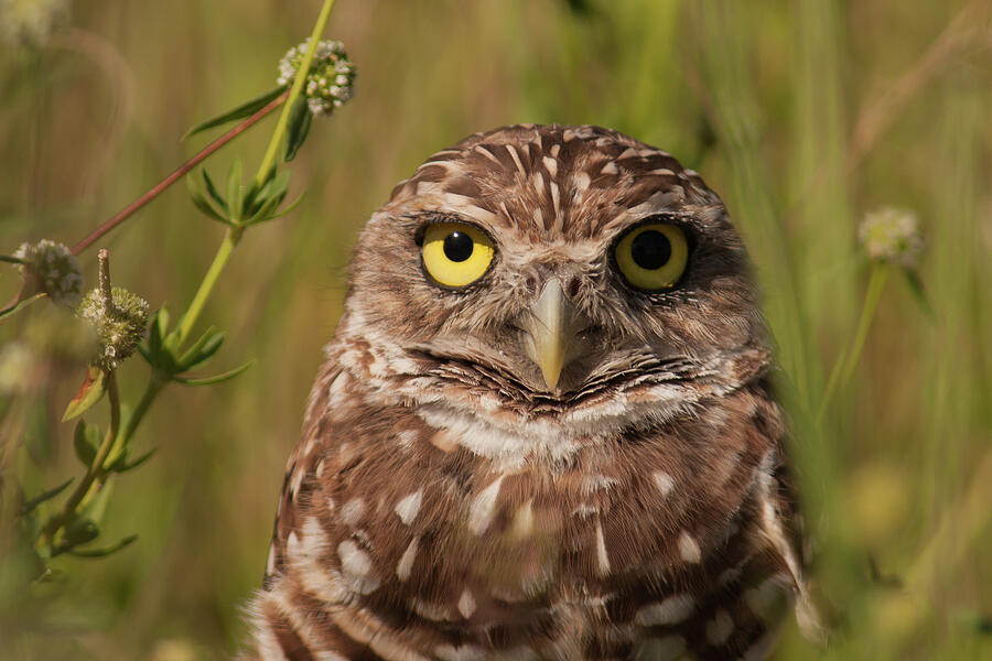 Florida Burrowing Owl Photograph