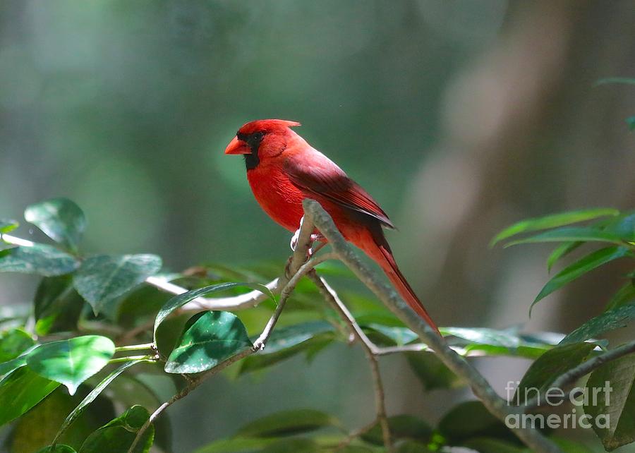 Florida Cardinal Photograph by Carol Groenen