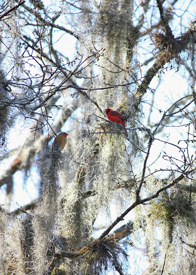 Florida Cardinal Pair Photograph by Carol Groenen