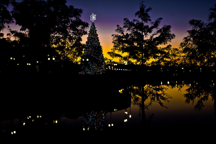 Florida Christmas Photograph by Michael Albright