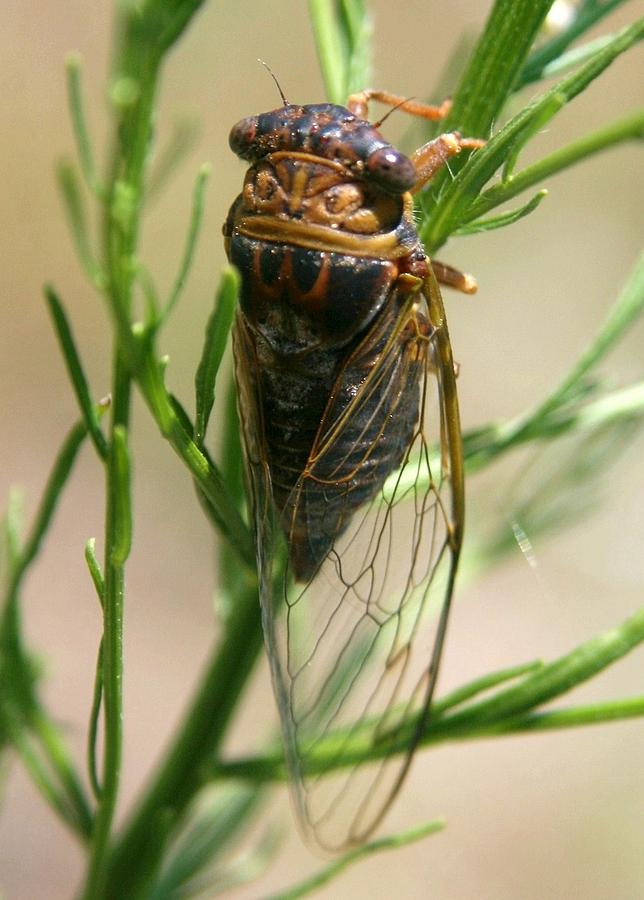 Florida Cicada Photograph by Robert Wilder Jr Pixels
