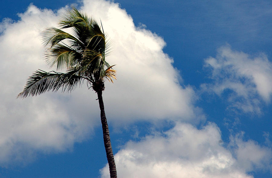 Florida Clouds Photograph by Susanne Van Hulst - Fine Art America