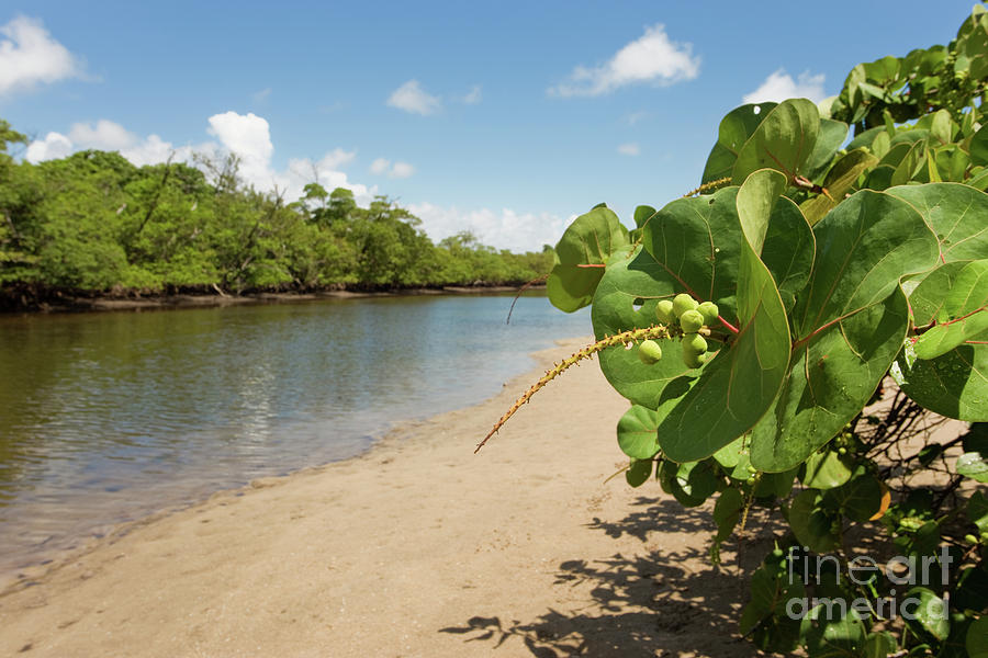 Florida Coastal Icon - Coccoloba uvifera Photograph by Matt Tilghman