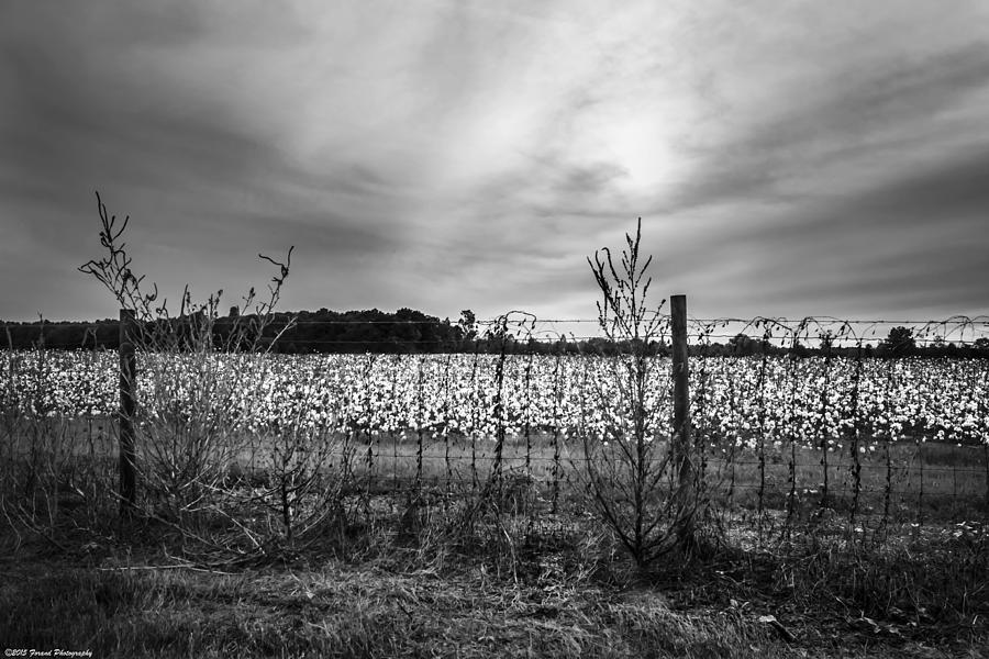 Florida Cotton Fields Black and White Photograph by Debra Forand