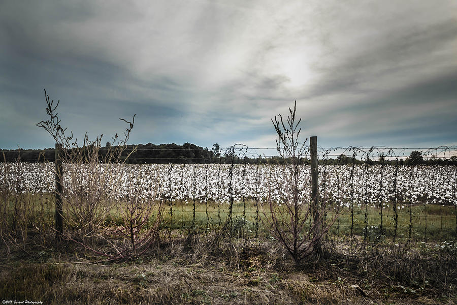 Florida Cotton Fields Photograph by Debra Forand