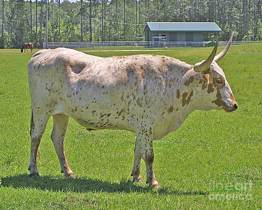 Florida Cracker Cattle Photograph By Dodie Ulery